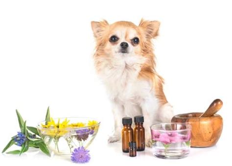 8 Home Remedies for Dog's Kennel Cough (Scientifically Proven to Work)