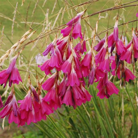 Dierama Pulcherrimum 'Pink Fairies' Seeds (Angels' fishing rods) - Plant World Seeds