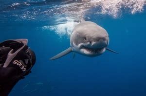 Great White Shark off Farallon Islands