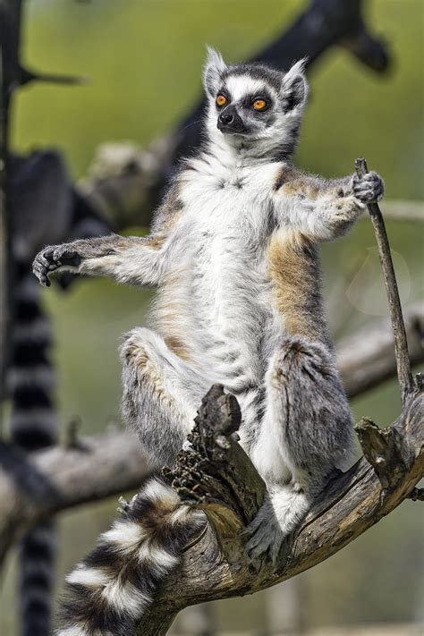 Ring-tailed lemur, lemur, glance, wildlife, HD phone wallpaper | Peakpx