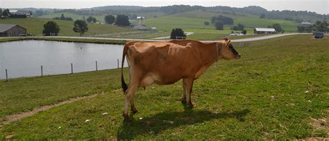 Jersey Cow - The Farm at Walnut Creek