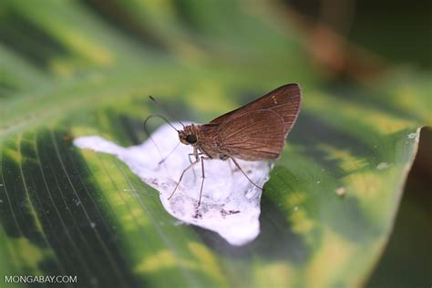 Butterfly feeding on bird poop