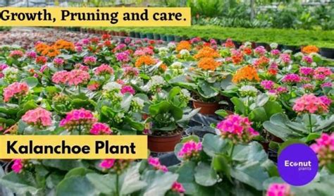 How to Grow a Kalanchoe Plants: 7 Steps to Pruning, Propagation