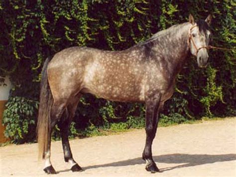 Lusitano horse breed | For the love of horses... | Pinterest