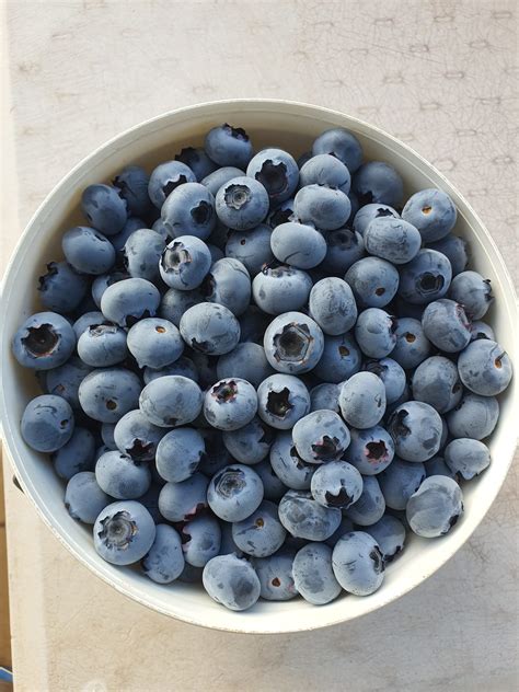 New Blueberry Varieties Available For Growers - Eurofresh Distribution