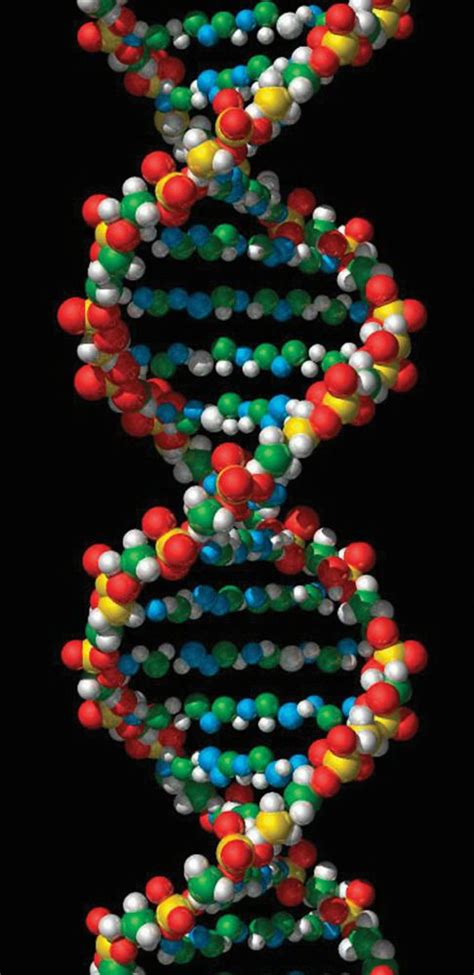 DNA: Definition, Structure & Discovery | What Is DNA? | Live Science