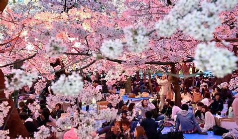 Interesting facts about Japan's cherry blossom festivals