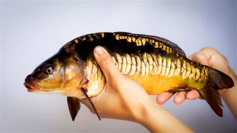 Linear Carp - the rare type of carp - eatingthewild.com