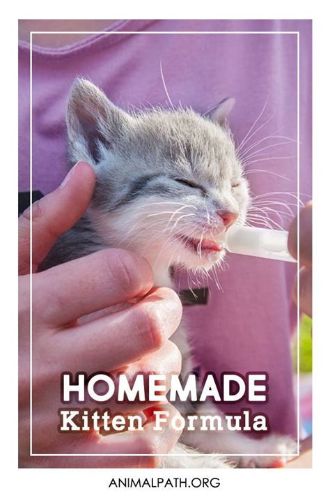 Homemade Kitten Formula | Kitten formula, Kitten food, Kitten