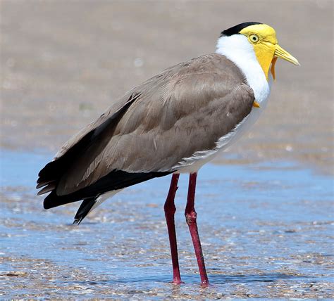 Masked Lapwing (Vanellus miles) – Photo by Graham Winterflood – Be Your ...