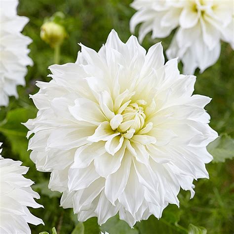 Dahlia 'Fleurel' | White Flower Farm