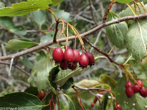 Crataegus douglasii (Black Hawthorn): Minnesota Wildflowers