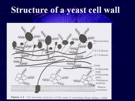 Structure of a yeast cell wall