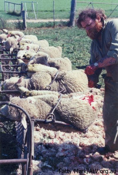 Victory! New Zealand Bans Mulesing Mutilations of Sheep - News - PETA Asia