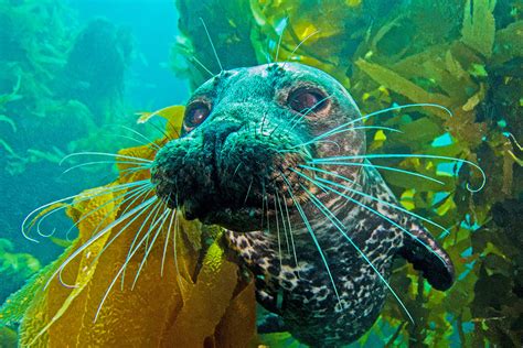 Seals hunt down hidden fish by sensing their breath in the sand | New Scientist