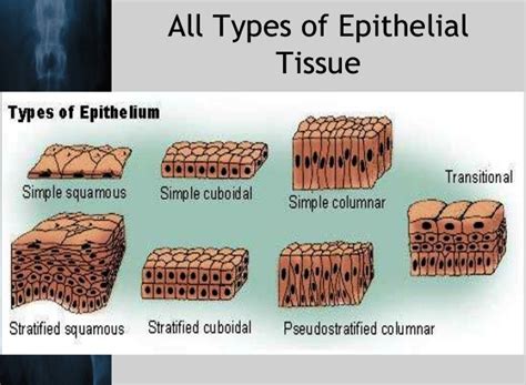 Epithelial Tissue Easy Diagram