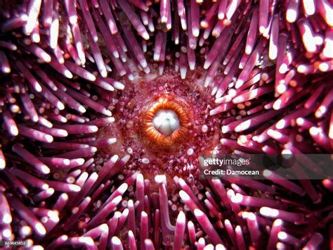 Sea Urchin Mouth High-Res Stock Photo - Getty Images