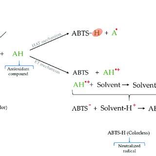 Reactions involved in ABTS •+ assay. | Download Scientific Diagram