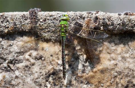 Dragonfly Facts From The British Dragonfly Society