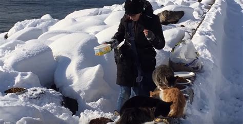 350 Homeless Cats Wait For This Woman Every Day… The Reason Why Is Awesome. - Snow Addiction ...