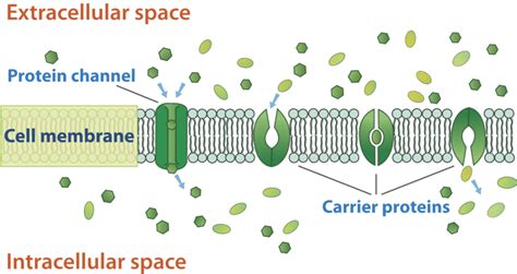 Cell Transport and Homeostasis | CK-12 Foundation