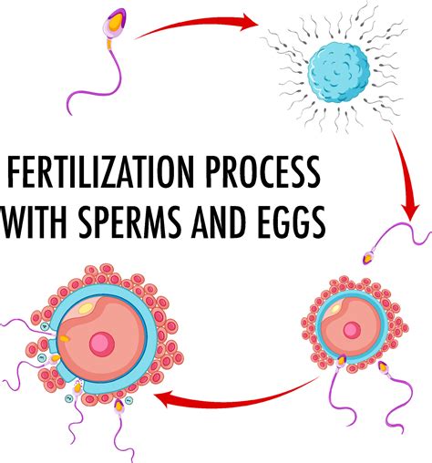 Diagram showing fertilization process 6592769 Vector Art at Vecteezy