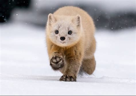 This sleek & furry creature is the Japanese Sable. A species of marten that inhabits the conifer ...