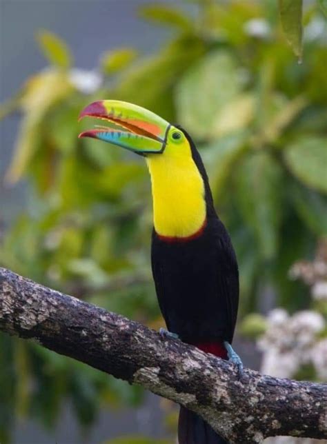 Pin by Cyndy Dent Brooks-Fetty on Birds Of A Feather. ~ 🦚 | Keel billed toucan, Toucans, Bird ...