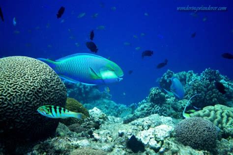 Balicasag Island Snorkeling - Panglao, Bohol | WW Travel Blog