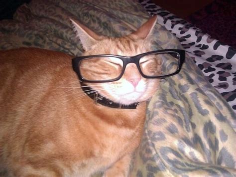 43 Cats In Glasses That Totally Define What Hipster Is