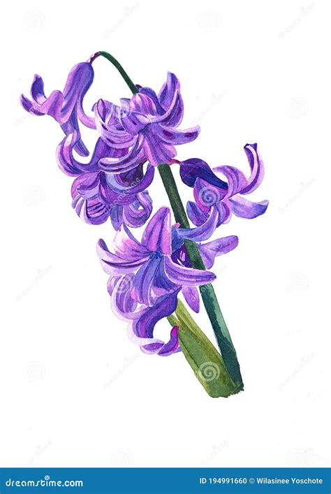 Hyacinth Painting