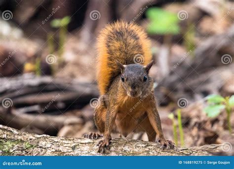 Red Squirrel Sciurus Granatensis Eating a Nut Under a Tree Stock Image - Image of squirrel ...