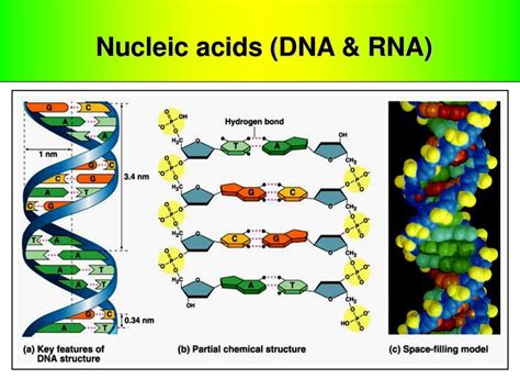 Nucleic Acids Dna And Rna | Images and Photos finder