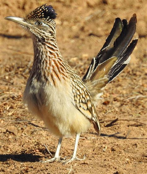 Greater Roadrunner | Bird photo, Greater roadrunner, Road runner