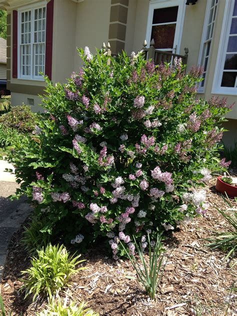 French Lilac Bush in the front yard | Garden Ideas | Pinterest | Lilac bushes, Front yards and ...