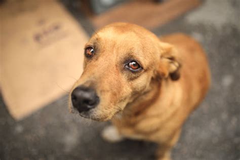 24.700+ Perros Abandonados Fotografías de stock, fotos e imágenes libres de derechos - iStock