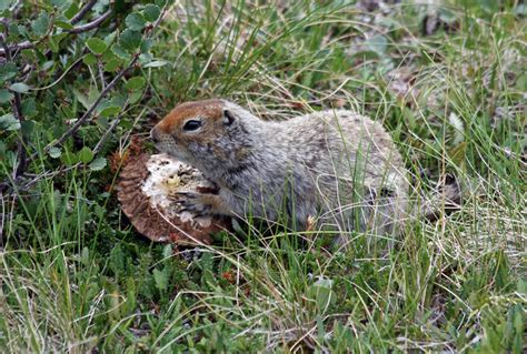 Hibernation: Secrets of the big sleep | Science News for Students