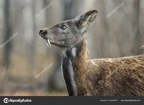 Siberian musk deer hoofed animal rare pair — Stock Photo © Alex.S. #161816374