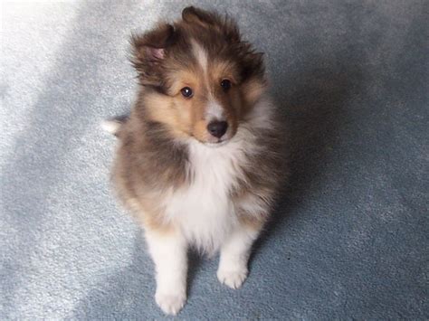 Collie Puppy Pictures | Puppy Pictures and Information