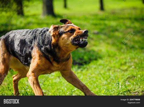 Angry Dog Bared Teeth Image & Photo (Free Trial) | Bigstock