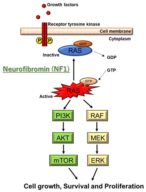 Neurofibromatosis 1 Inheritance