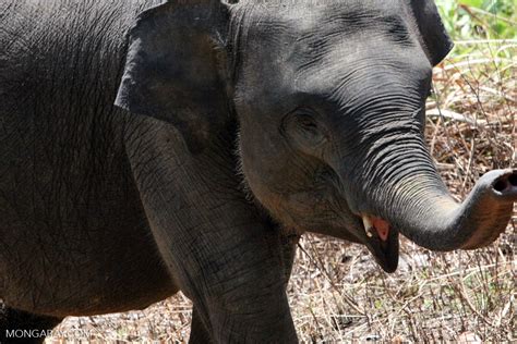 Baby Sumatran elephant [sumatra_9384]