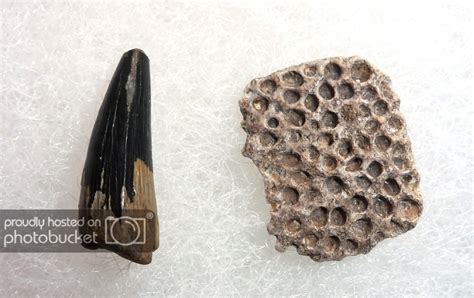 Crocodile Tooth - Fossil ID - The Fossil Forum