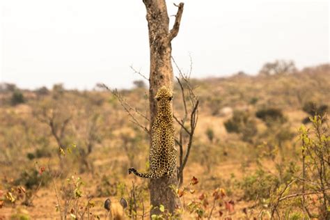 11 Leopard facts you need to know - Africa Geographic