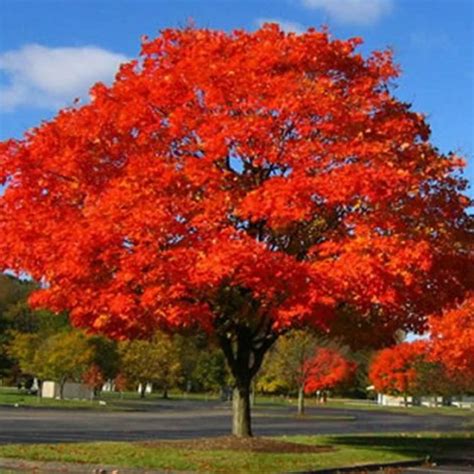 30pcs Red Oak Quercus Tree Bonsai Seeds Alba Acorns - Pure Bonsai