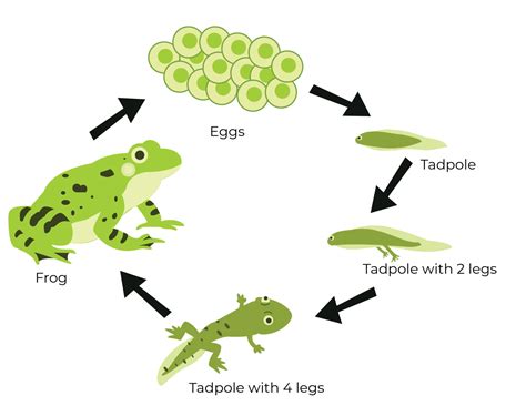 Why we should treasure the diverse world of amphibians - Earth Day