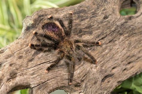 Pink Toe Tarantula: Care, Habitat, Diet, Housing & More!