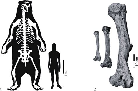 Size comparisons. 1, comparison between the specimen reported here and... | Download Scientific ...