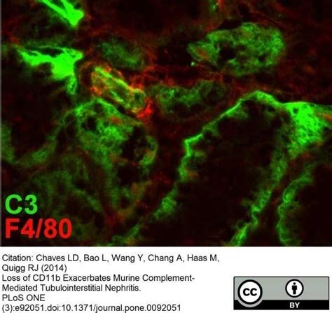 Anti Mouse F4/80 Antibody, clone Cl:A3-1 | Bio-Rad