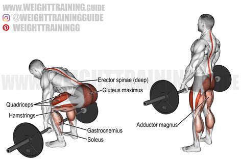 Barbell deadlift exercise instructions and video | Weight Training Guide